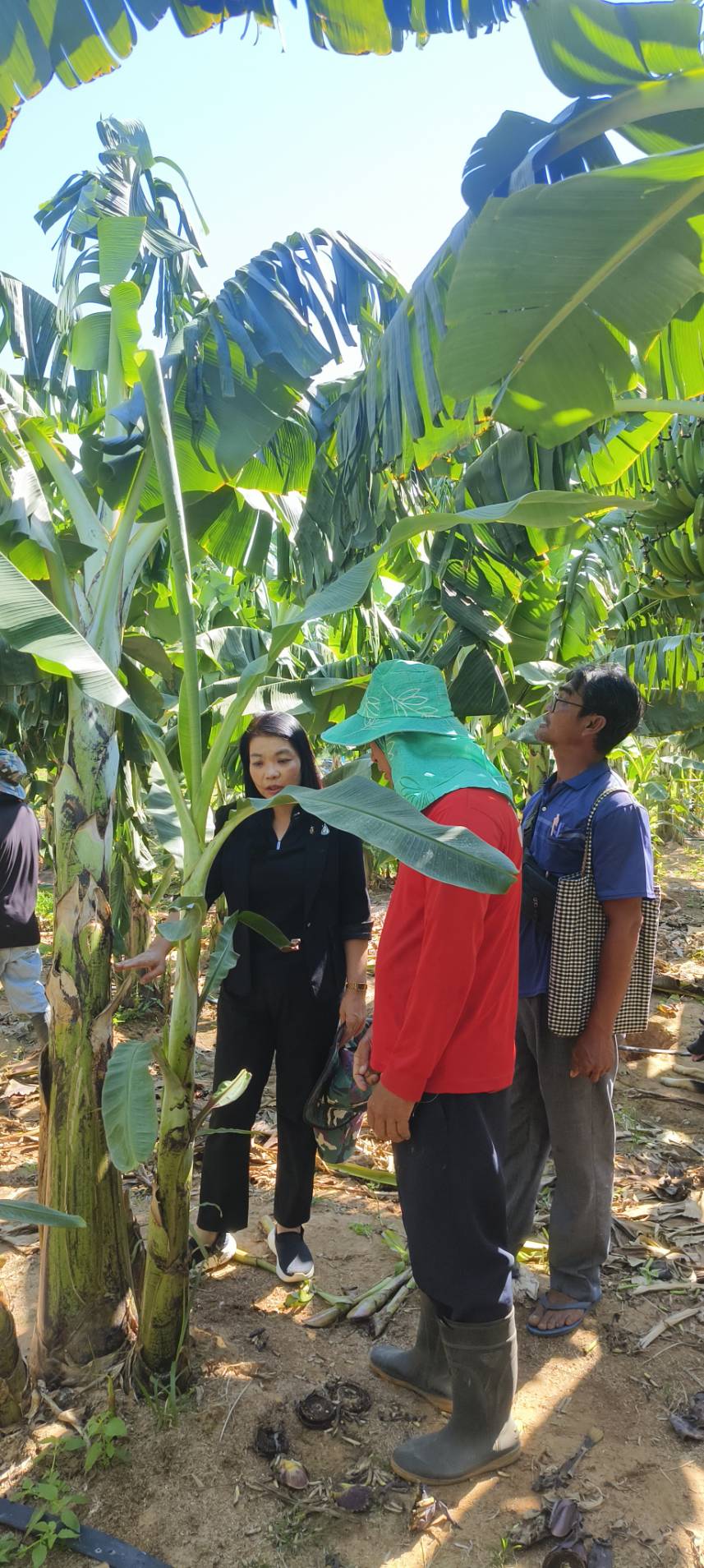 title -  ส.ป.ก.ยโสธร  ตรวจเยี่ยมเกษตรกรวิสาหกิจชุมชนในเขตปฏิรูปที่ดินตำบลบุ่งค้า  อำเภอเลิงนกทา  จังหวัดยโสธร